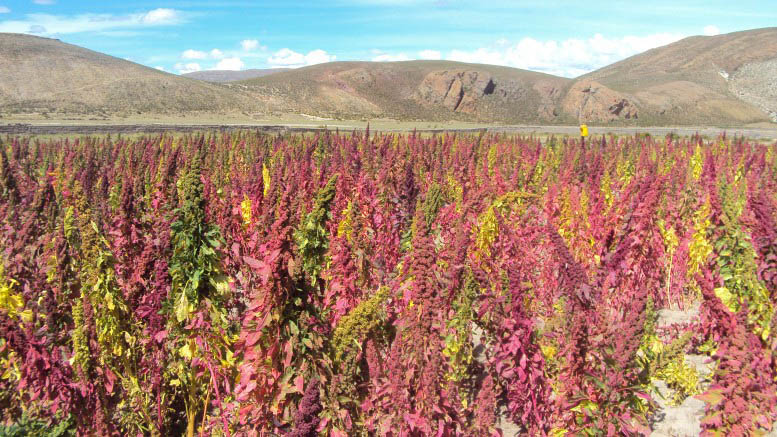 Buscan impulsar la producción y el consumo de quinoa en Argentina